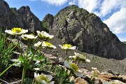 78 Erba dei camosci (Ranunculus glacialis) con da sfondo Pizzo di Trona